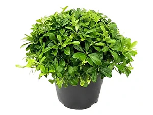 Pack De 50 Pittosporum Tobira Arbustivo Para Cierre