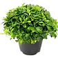 Pack De 50 Pittosporum Tobira Arbustivo Para Cierre - Miniatura 1
