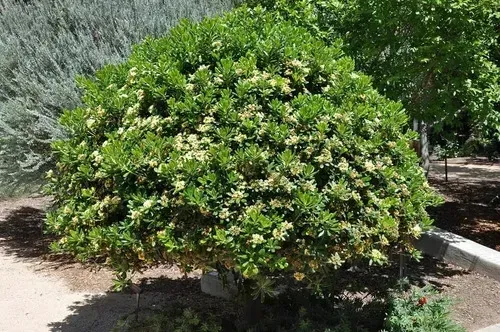 Pack De 50 Pittosporum Tobira Arbustivo Para Cierre 2