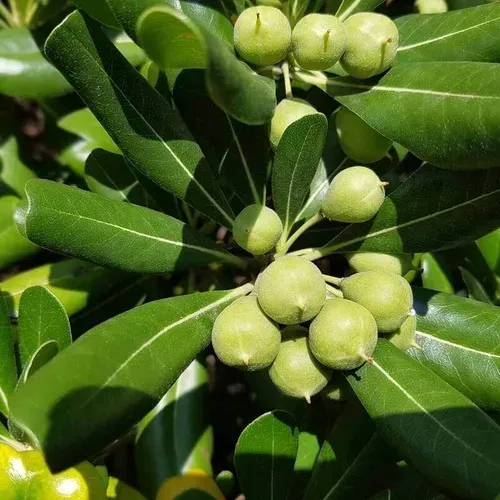 Pack De 50 Pittosporum Tobira Arbustivo Para Cierre 3