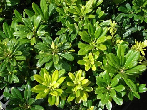 Pack De 50 Pittosporum Tobira Arbustivo Para Cierre 4