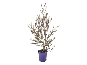 Pack De 50 Stenocarpus Rojo Arbusto Para Cierre