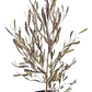 Pack De 50 Stenocarpus Rojo Arbusto Para Cierre - Miniatura 1
