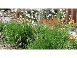 Pack De 10 Plantas Calle Calle Libertia Chilensis