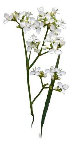 Pack De 10 Plantas Calle Calle Libertia Chilensis 3