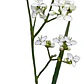 Pack De 10 Plantas Calle Calle Libertia Chilensis - Miniatura 3