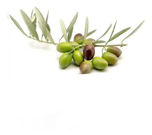 Olivo Sevillano Xl 2mts Árbol Frutal 1