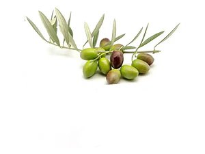 Olivo Sevillano Xl 2mts Árbol Frutal