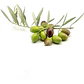 Olivo Sevillano Xl 2mts Árbol Frutal - Miniatura 1