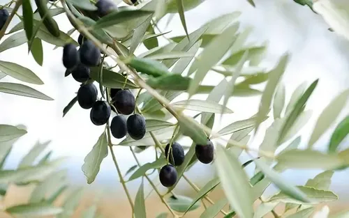 Olivo Sevillano Xl 2mts Árbol Frutal 2