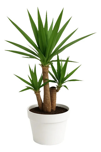 Yuca Pie De Elefante Yucca Elephantipes Planta Ornamental 1