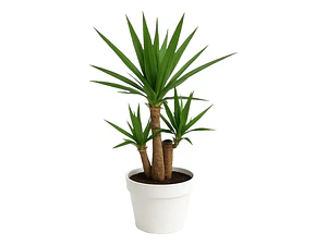 Yuca Pie De Elefante Yucca Elephantipes Planta Ornamental