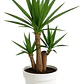 Yuca Pie De Elefante Yucca Elephantipes Planta Ornamental - Miniatura 1
