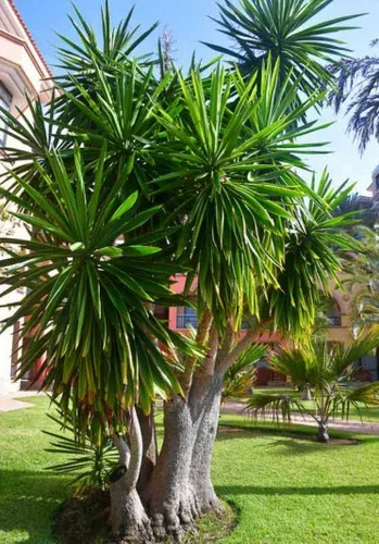 Yuca Pie De Elefante Yucca Elephantipes Planta Ornamental 2