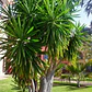 Yuca Pie De Elefante Yucca Elephantipes Planta Ornamental - Miniatura 2