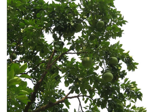 Pomelo Chino Pamplemusa Árbol Frutal Exótico 2