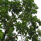 Pomelo Chino Pamplemusa Árbol Frutal Exótico - Miniatura 2