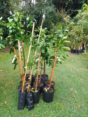 Pomelo Chino Pamplemusa Árbol Frutal Exótico 3