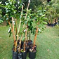 Pomelo Chino Pamplemusa Árbol Frutal Exótico - Miniatura 3