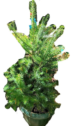 Pino Oregon Abeto De Douglas Árbol Ornamental 1