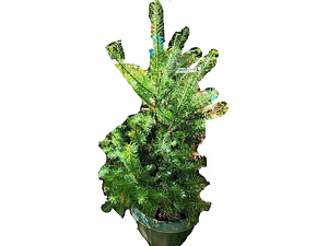 Pino Oregon Abeto De Douglas Árbol Ornamental