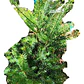 Pino Oregon Abeto De Douglas Árbol Ornamental - Miniatura 1