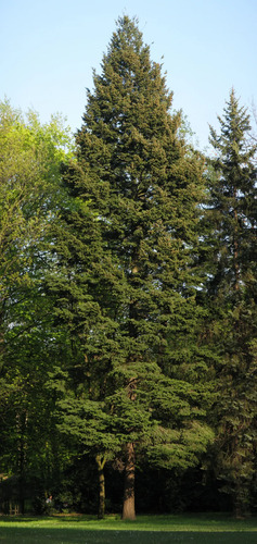 Pino Oregon Abeto De Douglas Árbol Ornamental 2