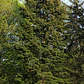 Pino Oregon Abeto De Douglas Árbol Ornamental - Miniatura 2