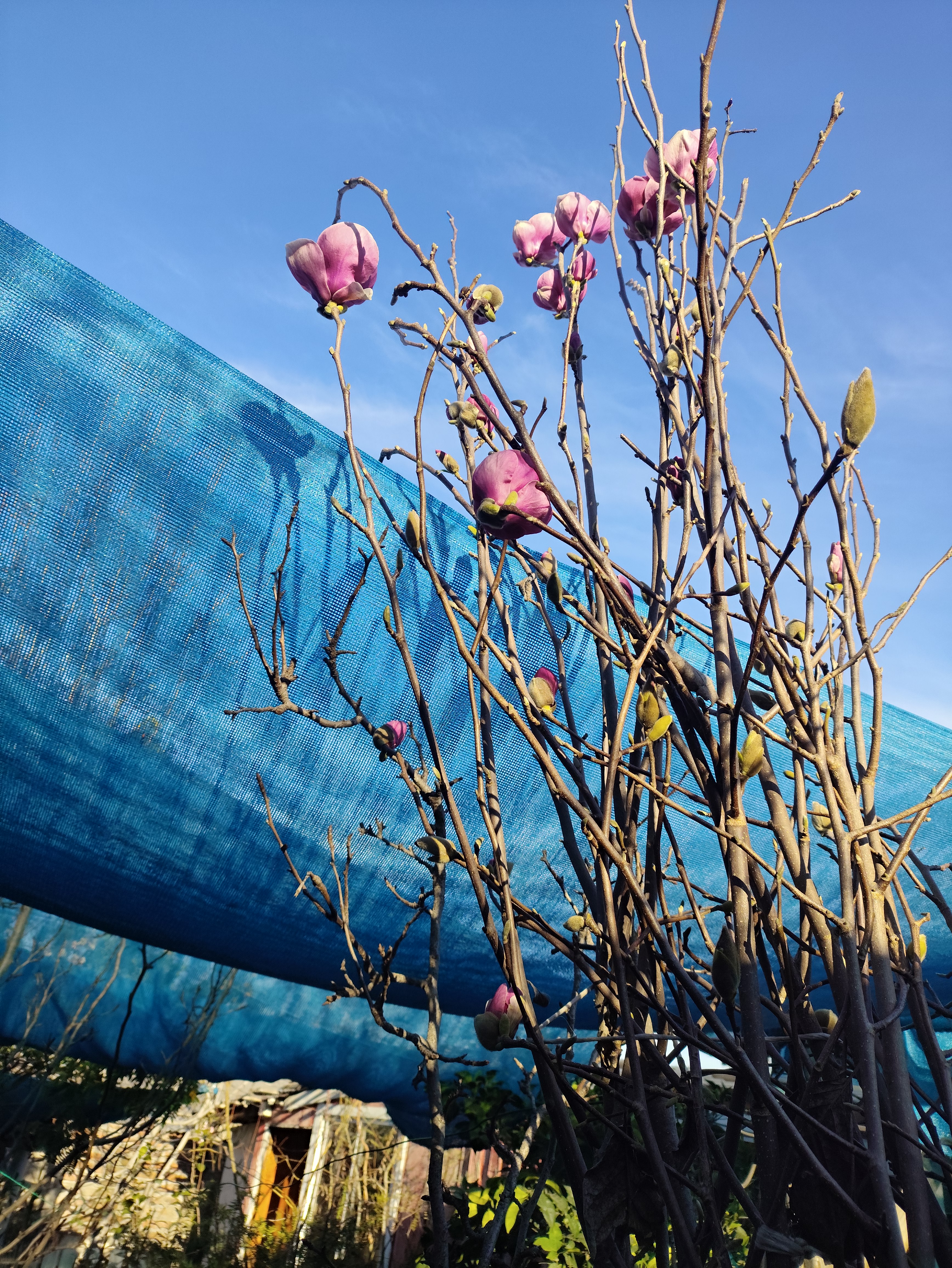 Magnolia Soulangeana XL Árbol Ornamental 4