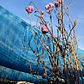 Magnolia Soulangeana XL Árbol Ornamental - Miniatura 4