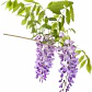 Flor De La Pluma Pequeña Wisteria Arbusto Trepador - Miniatura 1