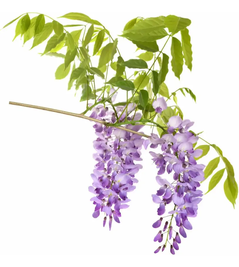 Flor De La Pluma lila L Wisteria Arbusto Trepador Ornamental  1