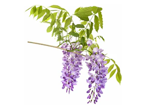 Flor De La Pluma lila L Wisteria Arbusto Trepador Ornamental 