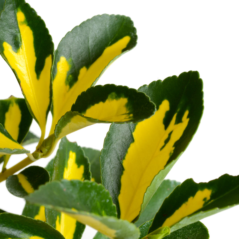 Evónimo Yema De Huevo Planta Ornamental (euonymus Japonicus) 1