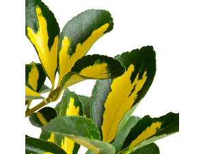 Evónimo Yema De Huevo Planta Ornamental (euonymus Japonicus)
