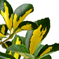 Evónimo Yema De Huevo Planta Ornamental (euonymus Japonicus) - Miniatura 1