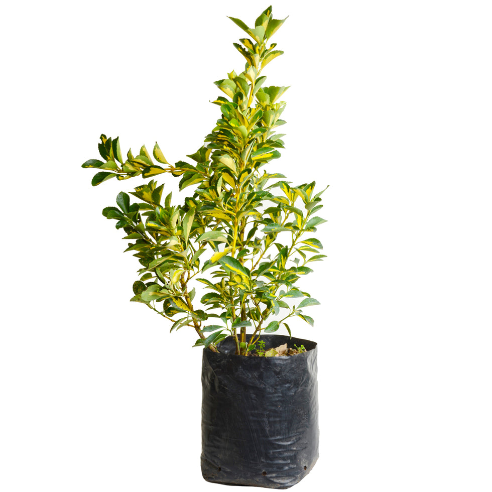 Evónimo Yema De Huevo Planta Ornamental (euonymus Japonicus) 2