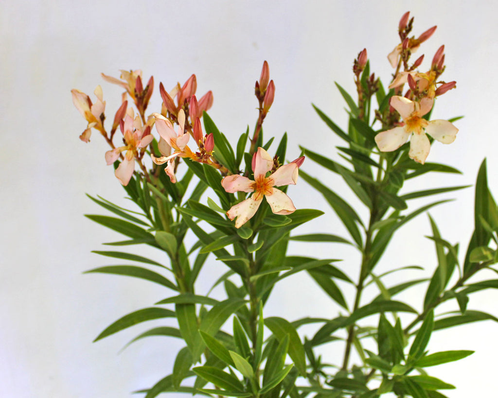 Laurel Enano De Flor Damasco Arbusto Ornamental 1