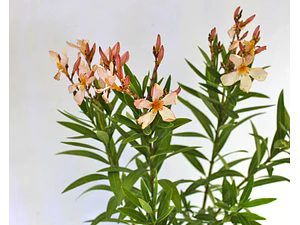 Laurel Enano De Flor Damasco Arbusto Ornamental