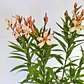 Laurel Enano De Flor Damasco Arbusto Ornamental - Miniatura 1