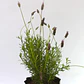 Lavanda Francesa Planta Ornamental - Miniatura 2