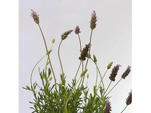 Lavanda Francesa Planta Ornamental