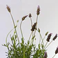 Lavanda Francesa Planta Ornamental - Miniatura 1