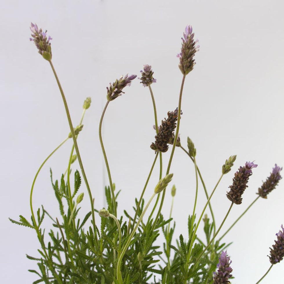 Pack De 10 Lavanda Francesa Planta Ornamental 1