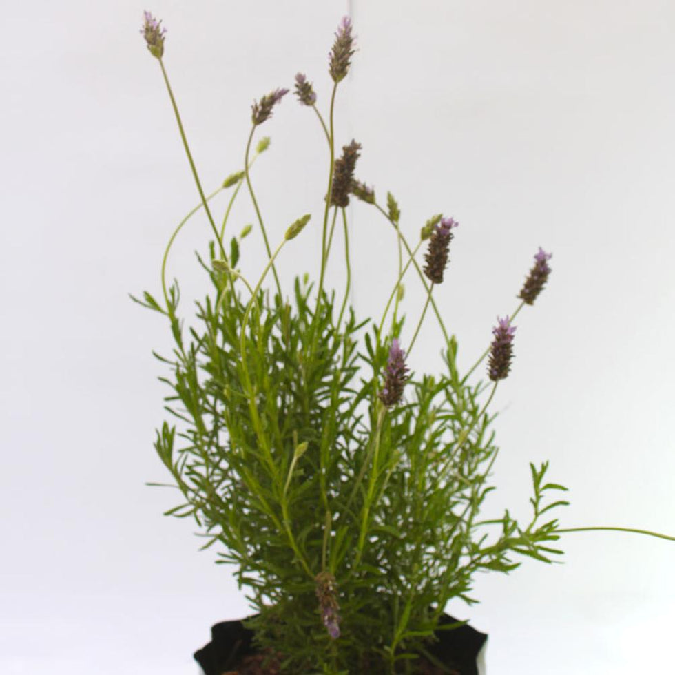 Pack De 10 Lavanda Francesa Planta Ornamental 2
