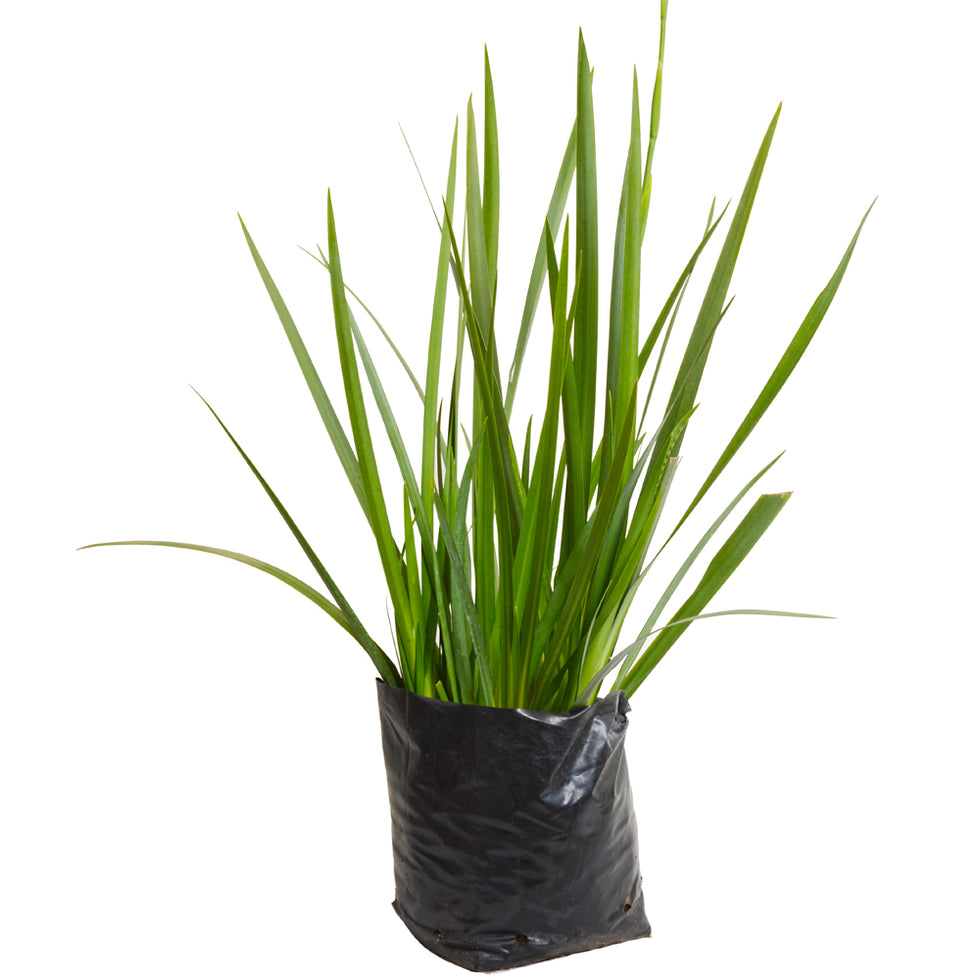 Dietes Grandinflora Arbusto Ornamental Flor 2