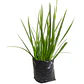 Dietes Grandinflora Arbusto Ornamental Flor - Miniatura 2