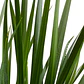 Dietes Grandinflora Arbusto Ornamental Flor - Miniatura 1