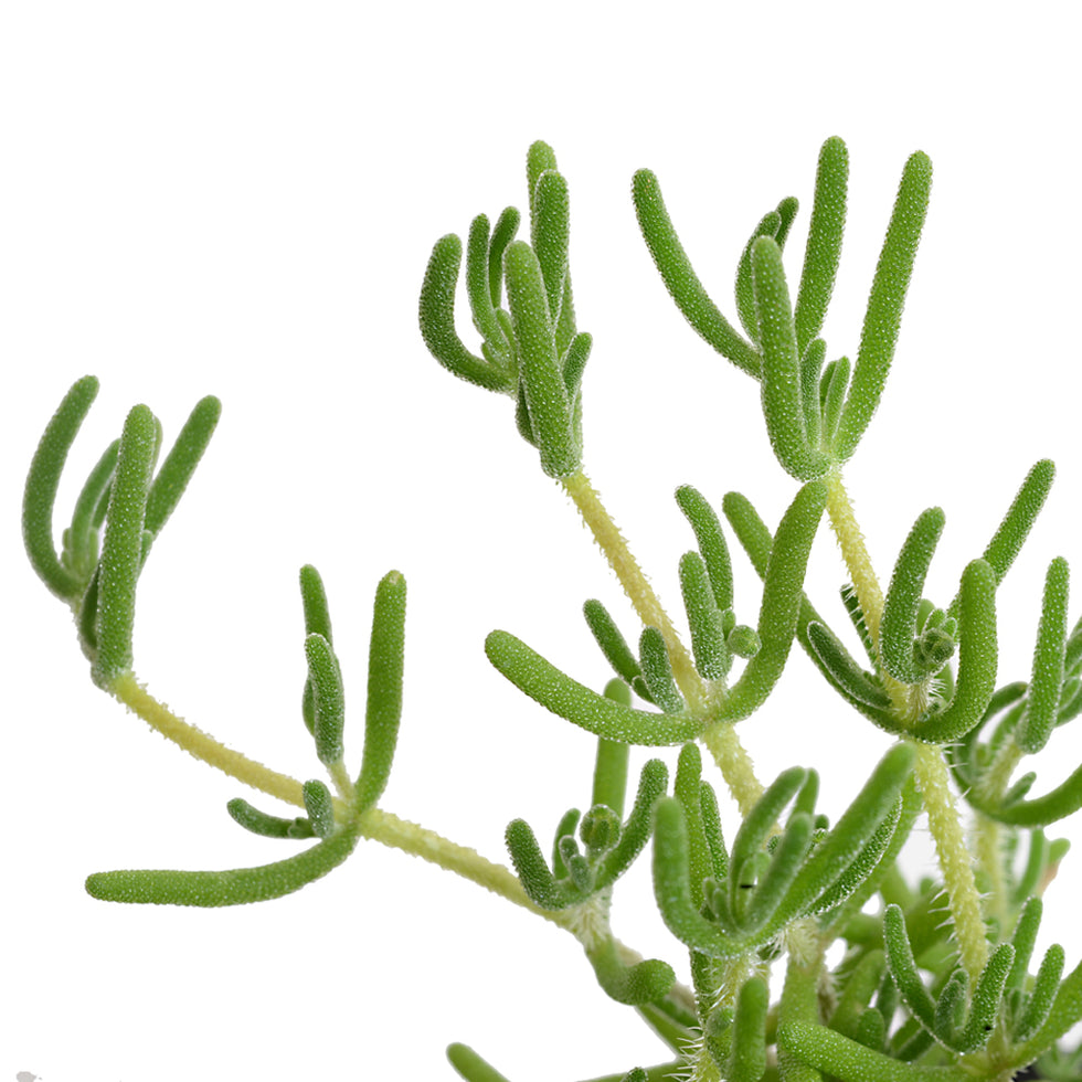Pack De 10 Doquilla Pequeña Cubresuelo Ornamental 2