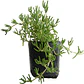 Pack De 10 Doquilla Pequeña Cubresuelo Ornamental - Miniatura 3
